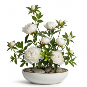 סידור פרחים אור עדין