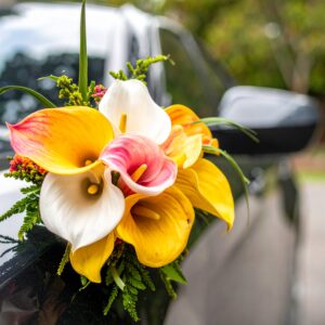 קישוט לרכב שון